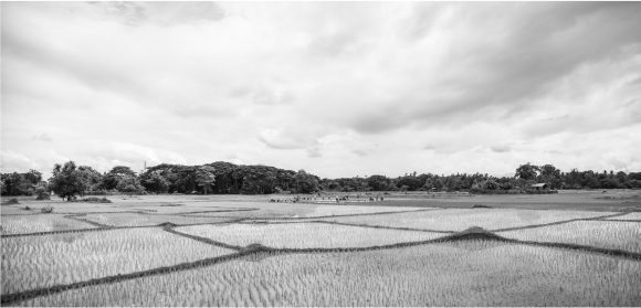 paddy field