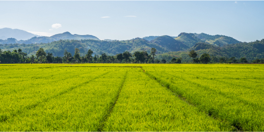 Planted area in Selinsing