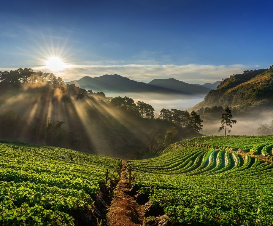 strawberry garden thailand